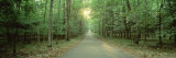 Road Running through a Forest  Door County  Wisconsin  USA