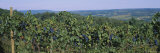Bunch of Grapes in a Vineyard  Finger Lakes Region  New York State  USA