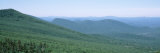 Dense Growth on Mountain Range  Adirondack Mountains  New York State  USA