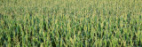 Corn Crop in a Field  Iowa  USA