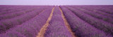Rows of Blossoms in a Field  France