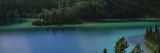 Pine Trees along a Lake  Emerald Lake  Alaska  USA