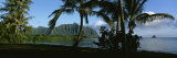 Palm Trees on the Waterfront  Kaneohe Bay  Oahu  Hawaii  USA