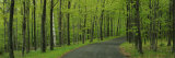 Empty Road Passing through a Forest  Peninsula State Park  Door County  Wisconsin  USA