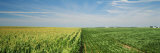 Corn and Soybean Fields on a Landscape  Herscher  Illinois  USA