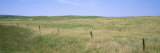 Grass on a Field  Cherry County  Nebraska  USA