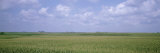 Cornfields  Iowa  USA