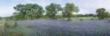 Field of Bluebonnet Flowers  Texas  USA