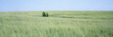 Grass on a Field  Prairie Grass  Iowa  USA