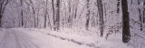 Snow Covered Road  Holland  Michigan  USA