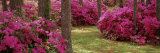 Azaleas in a Forest  Crawfordville  Florida  USA
