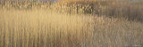 Reeds Growing in a Field  Bosque del Apache National Wildlife Refuge  New Mexico  USA