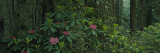 Rhododendron Flowers in a Rainforest  California  USA