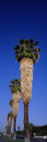 Palm Trees in a Row  Palm Springs  California  USA