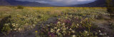 Wildflowers in a Landscape  Anza-Borrego Desert State Park  California  USA