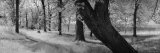 Trees in the Forest  Wisconsin  USA