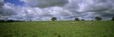 Flock of Sheep Grazing on a Field  Australia
