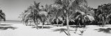 Palm Trees on the Beach  Negril  Jamaica