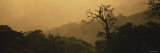 Trees in a Forest at Sunset  Rancho Naturalista  Costa Rica  USA