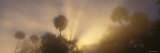 Sunlight Spilling over Palm Trees  Halls River  Florida  USA