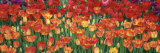 Tulips in a Garden  Botanical Garden of Buffalo and Erie County  Buffalo  New York  USA