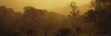 Trees in a Forest at Sunset  Costa Rica  USA
