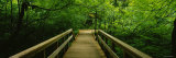Footbridge in the Forest  Grove of the Patriarchs  Mt Rainier National Park  Washington State  USA