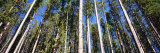 Pine Trees in a Forest  Lodgepole Pines  Montana  USA