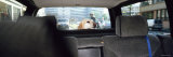 Dog in a Car  Berlin  Germany