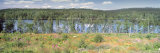 Trees along a Lake  Punkaharju  Finland