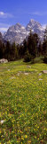 Glacier Lilies on a Field  North Folk Cascade Canyon  Grand Teton National Park  Wyoming  USA