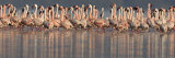 Lesser Flamingos in Water