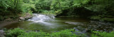 River Flowing through a Forest  Ricketts Glen State Park  Pennsylvania  USA
