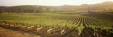 Vineyards  Carneros District  Napa Valley  California  USA