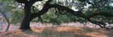 Oak Tree on a Field  Sonoma County  California  USA