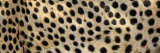 Spots on a Cheetah