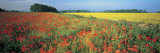 Flowers in a Field  Bath  England