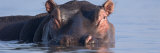 Hippopotamus Submerged in Water