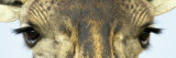 Maasai Giraffes Eyes