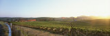Vineyard  Spring  Carneros District  Napa Valley  California  USA