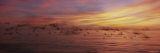 Flock of Birds Flying over a Sea  Gulf of Mexico  Venice Beach  Venice  Florida  USA
