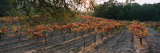 Vineyard on a Landscape  Sonoma County  California  USA
