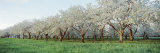 Cherry Trees in an Orchard  Mission Peninsula  Traverse City  Michigan  USA