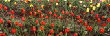 Tulip Flowers in a Garden  Holland  Michigan  USA