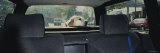 Dog Sitting in the Back Seat of a Car  Germany  Berlin