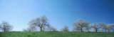 Blue Sky over Cherry Trees  Mission Peninsula  Traverse City  Michigan  USA