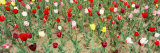 Tulip Flowers in a Garden  Holland  Michigan  USA