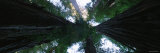 Trees in a Forest  Redwood National Park  California  USA