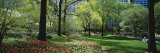 Trees in a Park  Central Park  Manhattan  New York  USA