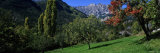 Trees on a Landscape  Var Valley  French Riviera  France